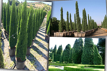 Cupressus Sempervirens