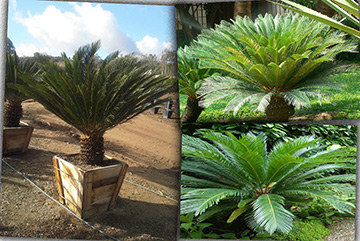 Cycas Revoluta