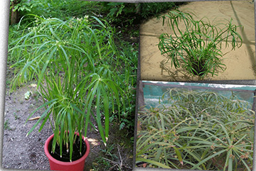 Cyperus Alternifolius