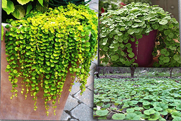 Dichondra Argentea