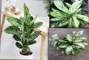 Dieffenbachia