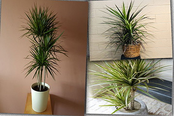 Dracaena Marginata