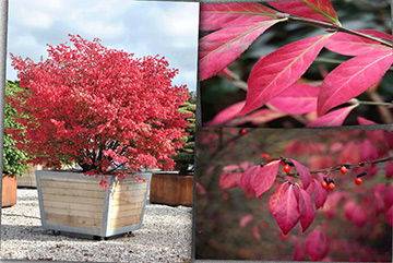 Euonymus Alatus