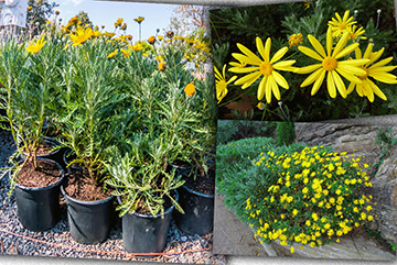 Euryops Pectinatus