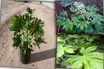 Fatsia Japonica