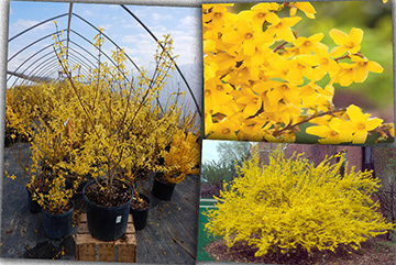 Forsythia İntermedia