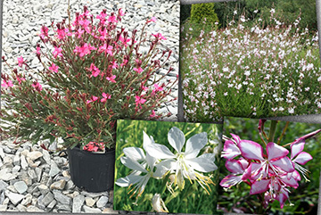 Gaura Lindheimeri