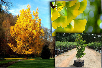 Gingko Biloba