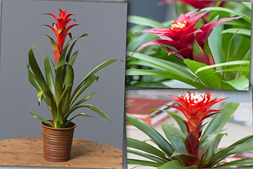 Guzmania