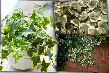 Hedera Helix Aurea