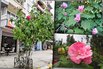 Hibiscus Mutabilis