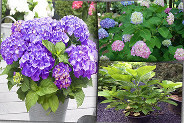 Hydrangea macrophylla