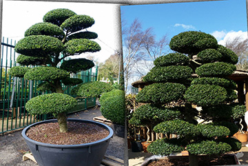 Ilex crenata kinme bonsai