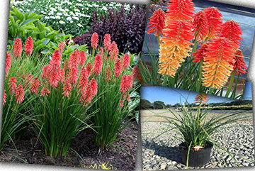 Kniphofia uvaria