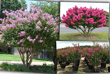 Lagerstroemia indica Multı Stem