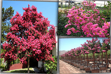 Lagerstroemia Indıca Tıge