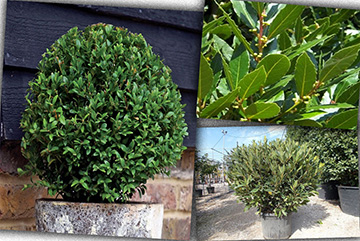 Laurus nobilis ball