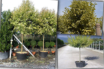 Ligustrum japonicum excelsum superbum tige 