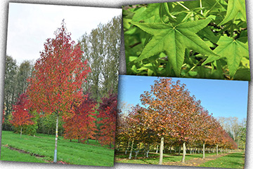 Liquidambar orientalis