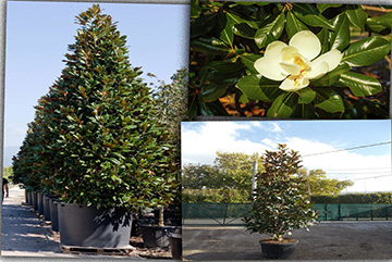 Magnolia grandiflora Pyramıdalıs