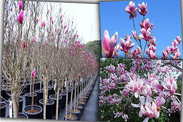 Magnolia x soulangeana tige 