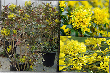 Mahonia aquifolium