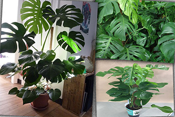 Monstera Delıcıosa