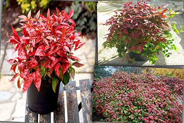 Nandina domestica fire power 