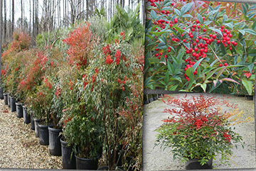 Nandina domestica