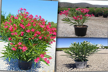 Nerium oleander