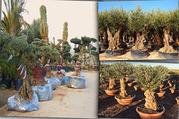 Olea Europea Bonsaı