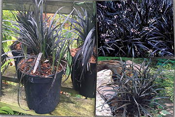 ophiopogon nıgra