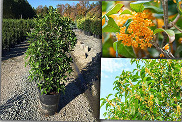 Osmanthus Fragrans