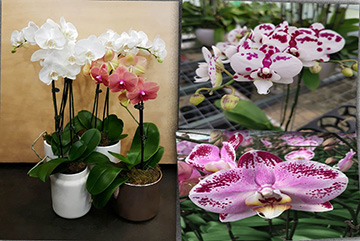 Phalaenopsis