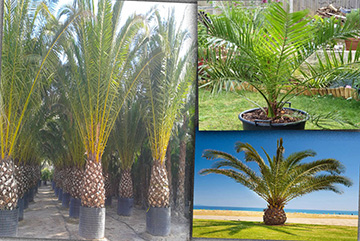 Phoenix canariensis