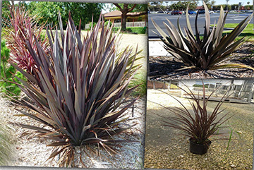 Phormium tenax atropurpureum 