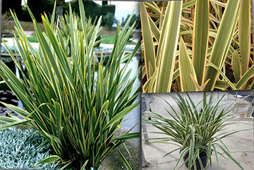 Phormium tenax variegatum