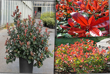 Photinia fraseri little red nana 