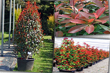 Photinia fraseri red robin pyramidale