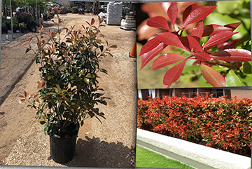 Photinia fraseri red robin