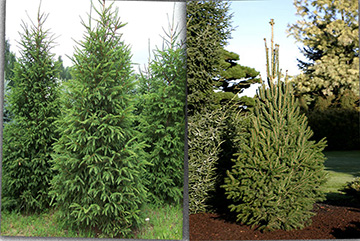 Picea abies