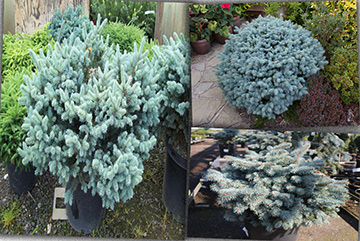 Picea pungens glauca globosa nana