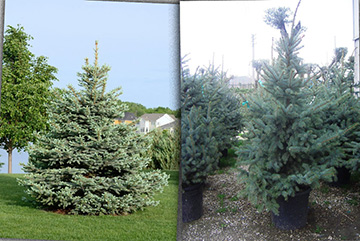 Picea pungens glauca