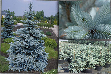 Picea pungens hoopsii 