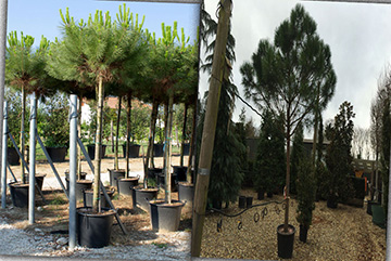 Pinus pinea