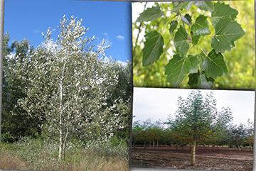 Populus alba