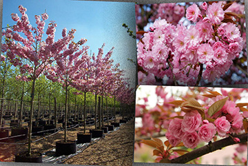 Prunus serrulata kanzan