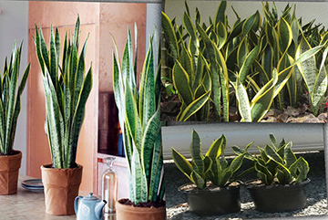 Sansevieria