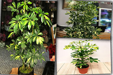 SCHEFFLERA