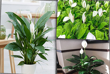 Spathiphyllum